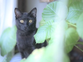 「猫と暮らすデメリット」発信したわけ　「大変なところも知り覚悟決めてから迎えて」