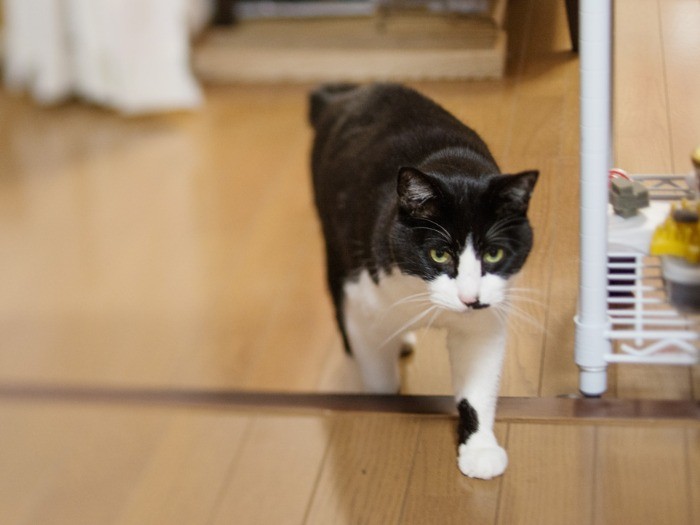 リビングを後にするぽんた。「部屋に戻ろうっと」（小林写函撮影）