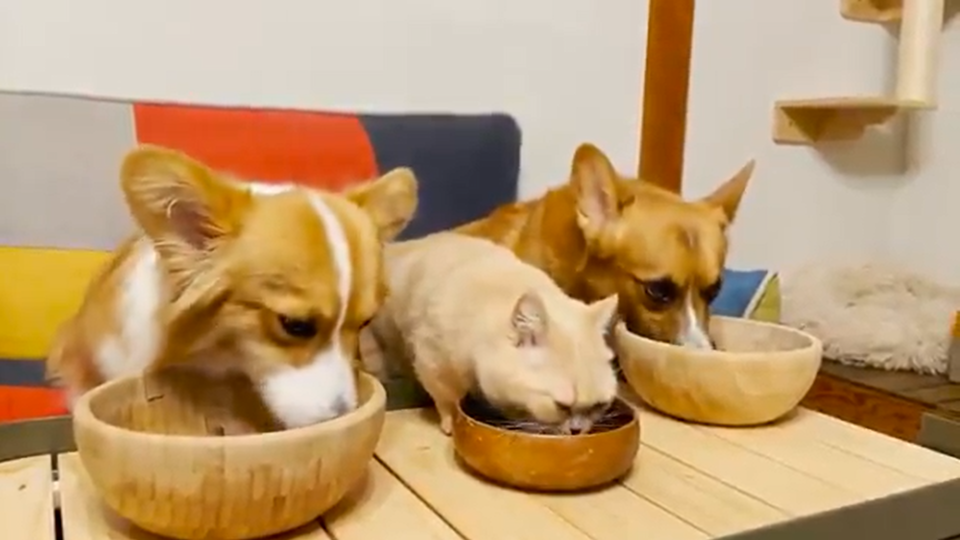 え そっち 起きたのは別の犬 噛みついた猫もびっくりの瞬間が話題 ほ とせなnews え そっち 起きたのは別の犬 噛みついた猫もびっくりの瞬間が話題 ほ とせなnews