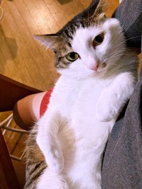 抱っこでくつろぐろぐローズちゃん（画像提供：だいちゃんさん）