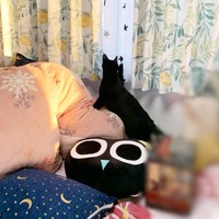 お迎え初日、窓辺でニャルソックするアサトくん（画像提供：ゆきのさん）