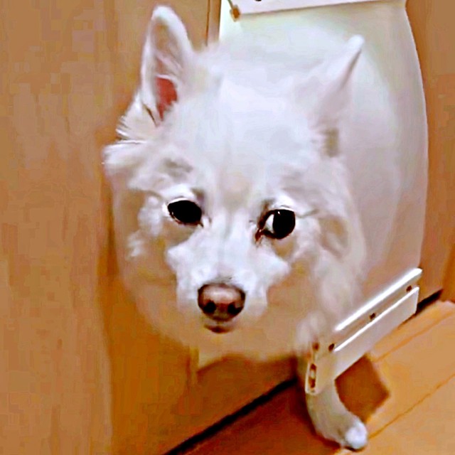 「もうダメです」 しょぼしょぼ顔になったスノちゃん（画像提供：いのさん）