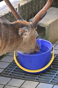 鹿のためにバケツに水を汲み置きするお土産物店も。これはあくまでも店主の好意によるものだそう（提供：川地祥介さん）