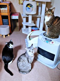 一緒にパシャリ！（左から）妹猫・あんこちゃん、兄猫・しじみちゃん、みとんちゃん（画像提供：しじみとんさん）