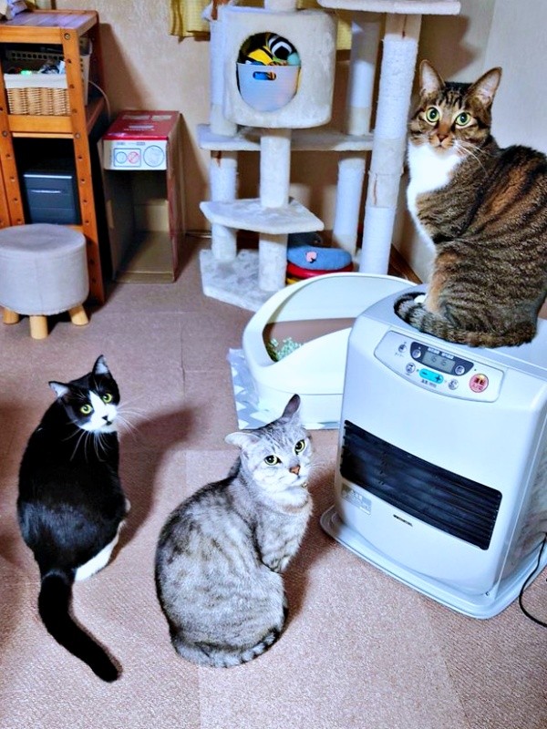 一緒にパシャリ！（左から）妹猫・あんこちゃん、兄猫・しじみちゃん、みとんちゃん（画像提供：しじみとんさん）