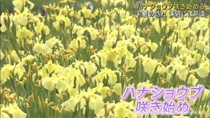 初夏の訪れ告げるハナショウブ咲き始める　宮城・栗原市一迫