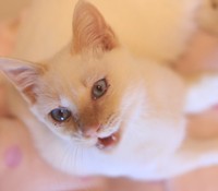 幸せを掴んだこんこん