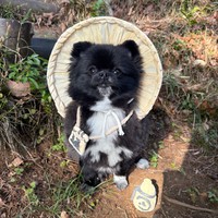 お目目くりくりの、たぬき顔がかわいい