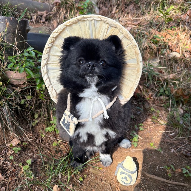 お目目くりくりの、たぬき顔がかわいい