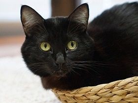 沖縄で出会ったガリガリな黒猫　自らバッグに入って夫婦と東京へ