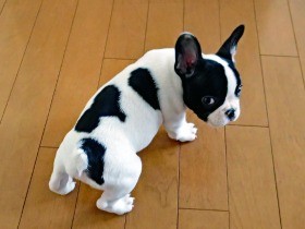 クラブ帰りの若者にも愛想良し　フレンチブルドッグのセシボン