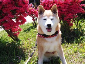 一緒に過ごす毎日が忘れられない出来事　14歳おめでとう、柴犬「めい」