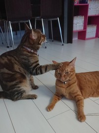 とらじろうくんの頭をぺチッ＝渡邉さん提供