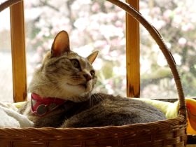 捨てられた子猫を飼ったことがきっかけ　猫の心の研究者に