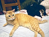 寝そべるちゃあさんと同居犬のレンくん（画像提供：床さん）