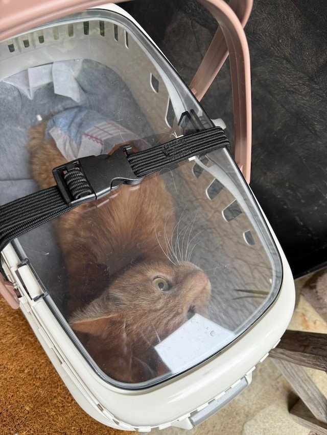 週に数回、動物病院に通院しているチャーリーくん（画像提供：今村かなえさん）