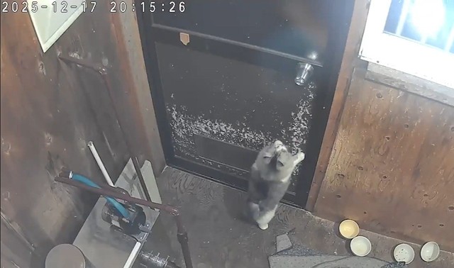 猫部屋の中から猫さんがドアの鍵を掛けてしまい、閉じ込められた！（なかよし自販機コーナーの広報担当・手塚さん提供、Xよりキャプチャ撮影）