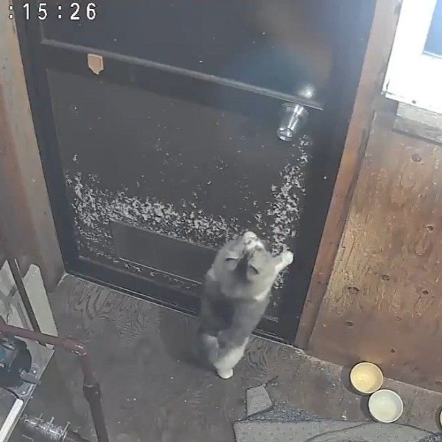 猫部屋の中から猫さんがドアの鍵を掛けてしまい、閉じ込められた！（なかよし自販機コーナーの広報担当・手塚さん提供、Xよりキャプチャ撮影）