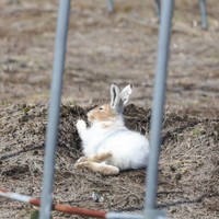 冬から春、夏にかけて毛が生え変わるのだそう／投稿主さん提供