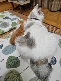 先住猫・ぎんたくんにぴったりくっつく爽太くん（画像提供：かまねこさん）