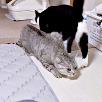 雷にびっくり！ 姿勢を低くして隠れ場所へ行くしじみくん（画像提供：しじみとんさん）