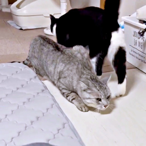 雷にびっくり！ 姿勢を低くして隠れ場所へ行くしじみくん（画像提供：しじみとんさん）