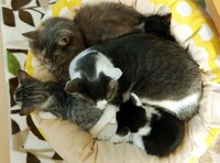 母猫を亡くし、いとうさんの飼い猫に甘える赤ちゃん猫３匹