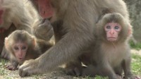 休園中の「お猿の国」でベビーラッシュ　約30匹の赤ちゃんザルが誕生　香川・小豆島