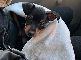 ようこそ我が家へ　ミニチュアピンシャーの「勉２０１８」