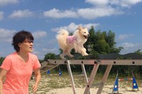 ドッグスポーツを一緒に楽しむ佐藤さんとシフォンちゃん