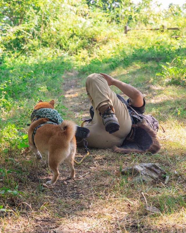 バタン！幸いおケガはなかったそう（画像提供：柴犬たけちよさん）