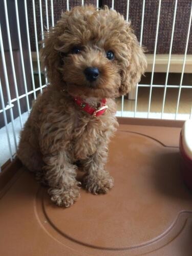 家にきたころの「もも」