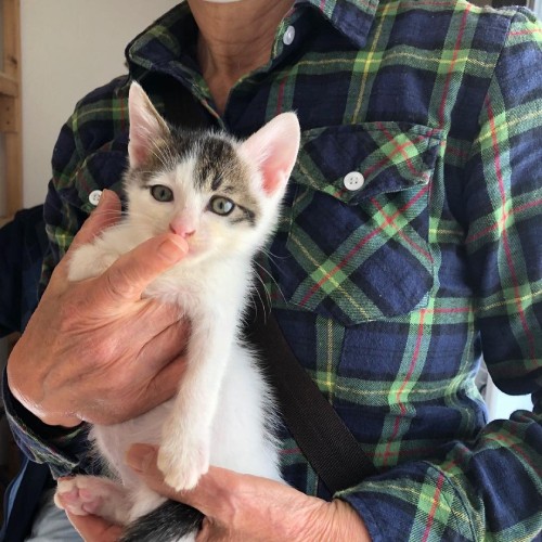 兄猫「ひょう」くんの家族も「家の中が明るくなった」と大喜び（ドリームキャット提供）