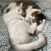 寒いからくっついて寝よう