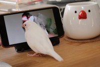 「YouTubeで文鳥の動画を見るのが好きです。YouTubeのアイコンをクチバシでタップして猛アピールします」（提供：むぎ太郎さん）
