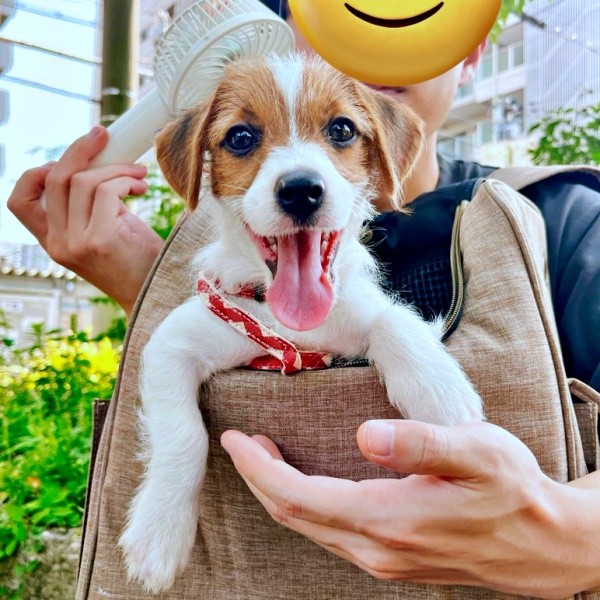 お出かけリュックに入ってニコニコ笑顔のぱやちゃん（画像提供：ぱやりんこさん）