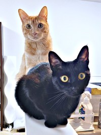 仲良くパシャリ！ （手前）黒猫・ノアールちゃん、（奥）ティーグルくん（画像提供：ティグノアさん）