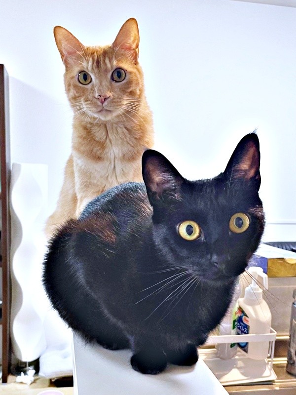 仲良くパシャリ！ （手前）黒猫・ノアールちゃん、（奥）ティーグルくん（画像提供：ティグノアさん）