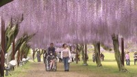 約100種類の藤の花が見頃　和気町の藤公園で「藤まつり」　満開は4月いっぱい　岡山