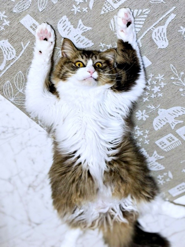 バンザイ寝するけだまちゃん（画像提供：けだまちゃんさん）