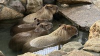 カピバラ
提供：池田動物園