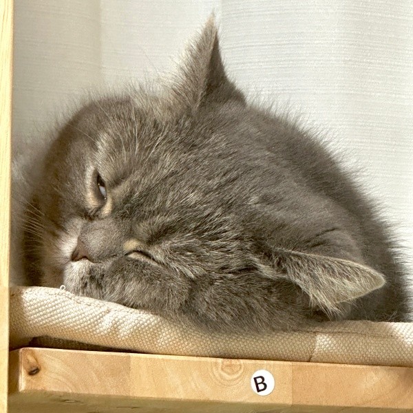 すやすや眠るひまりちゃん。よく見ると衝撃の寝顔にーー（画像提供：亀ぽまさん）