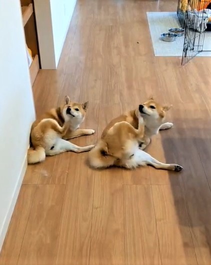 シンクロでカキカキする柴犬親子が話題（柴犬うまるさん提供、Twitterよりキャプチャ撮影）