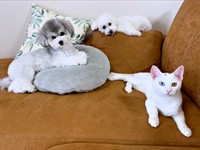 仲良し3きょうだい（手前）てまりくん、（後ろ・左）ビスコちゃん、（後ろ・右）らふちゃん（画像提供：てまり らふ ビスコさん）