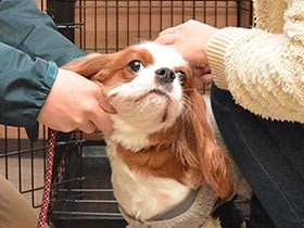 犬のための動物避難所　岐阜のNPOが災害時を想定した訓練実施