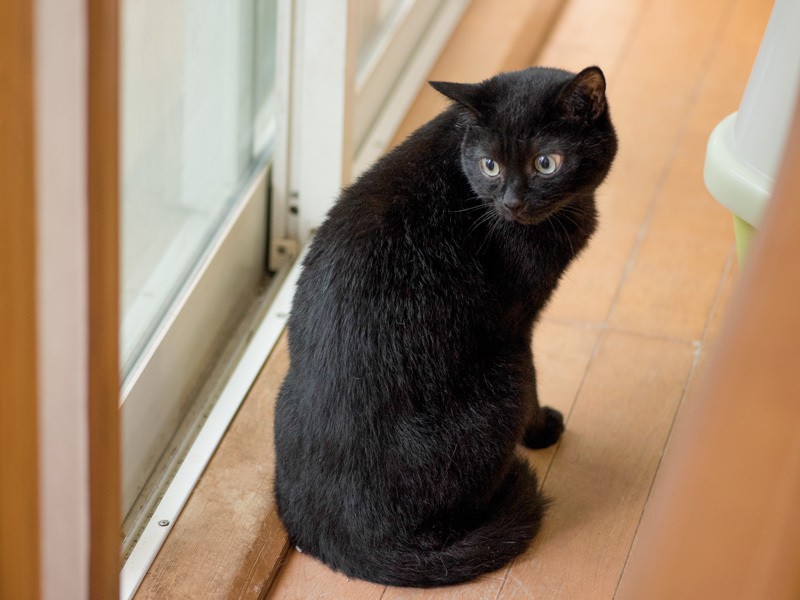 「クロです。ふわりんとは仲良しなんだ」（小林写函撮影）