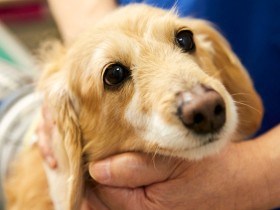【獣医師監修】愛犬の口臭は歯周病のサイン？　犬の歯周病の症状や予防方法を解説