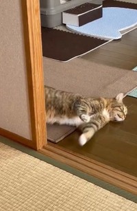ししまるちゃんはころんと転がりましたが、けがはなくて良かった…（うめのこんぶさん提供、Xよりキャプチャ撮影）