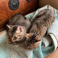 生後11カ月、すくすくと成長したマオくん、モモくん（画像提供：ぽりぽりさん）