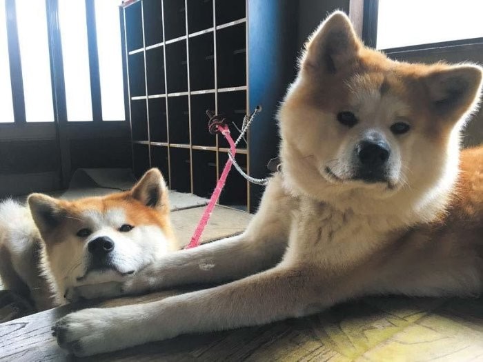 「秋田犬 ゴンとトラ あきたけんじゃないよ あきたいぬだよ」（講談社）より